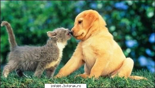 ;)  te pup dulce !!! colectia de poze